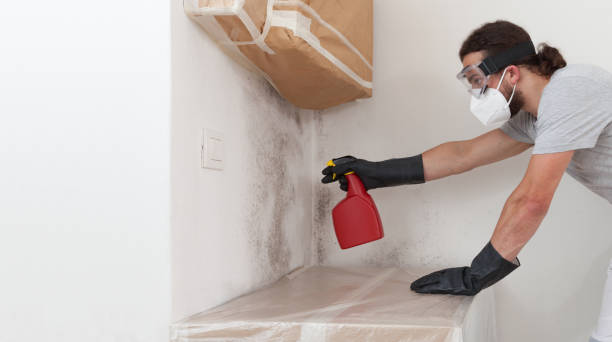 Professional Basement Mold Removal technician working in Jenkintown, PA