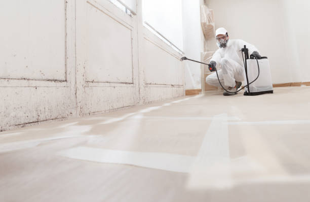 24/7 Emergency Basement Mold Removal experts in Jenkintown, PA