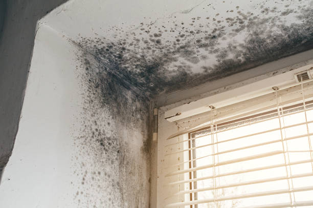 Affordable Basement Mold Removal solutions in Jenkintown, PA